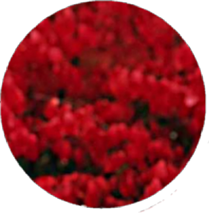 Circle Red Black Flower Smoke Aesthetic Tumblr - Fortnite Nog Ops Background Clipart (719x735), Png Download