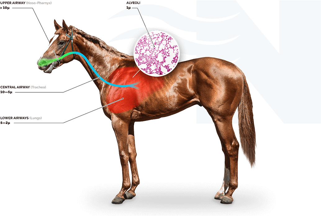 Save On The Cost Of Drugs Compared To Other Management - Horse Greyscale Clipart (1077x783), Png Download