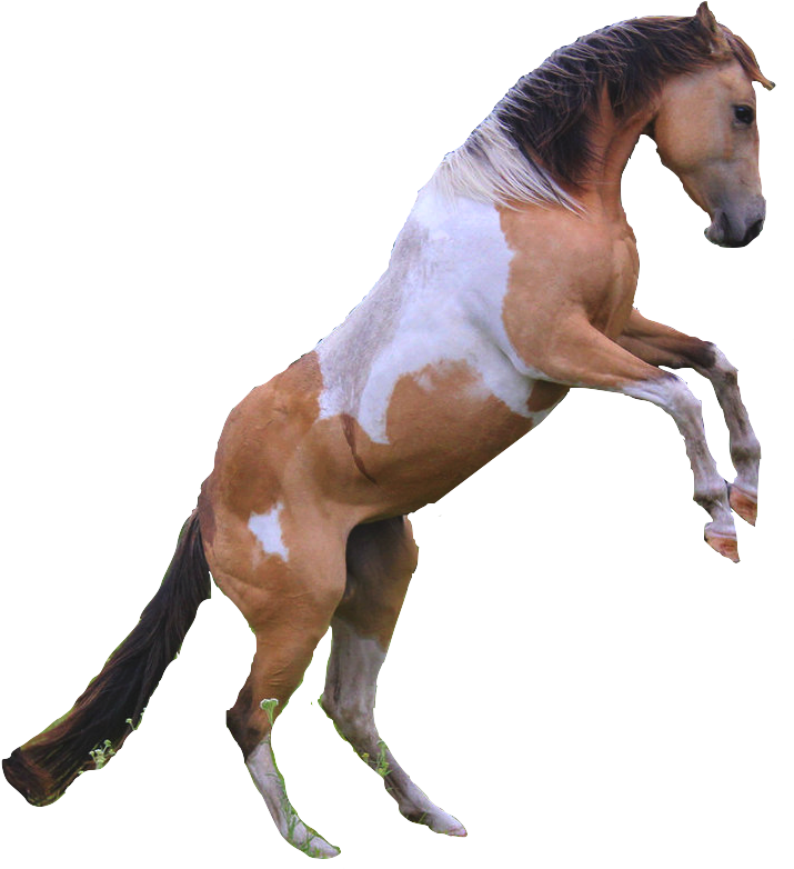 Horses Transparent Rearing - Horse Clipart (715x782), Png Download