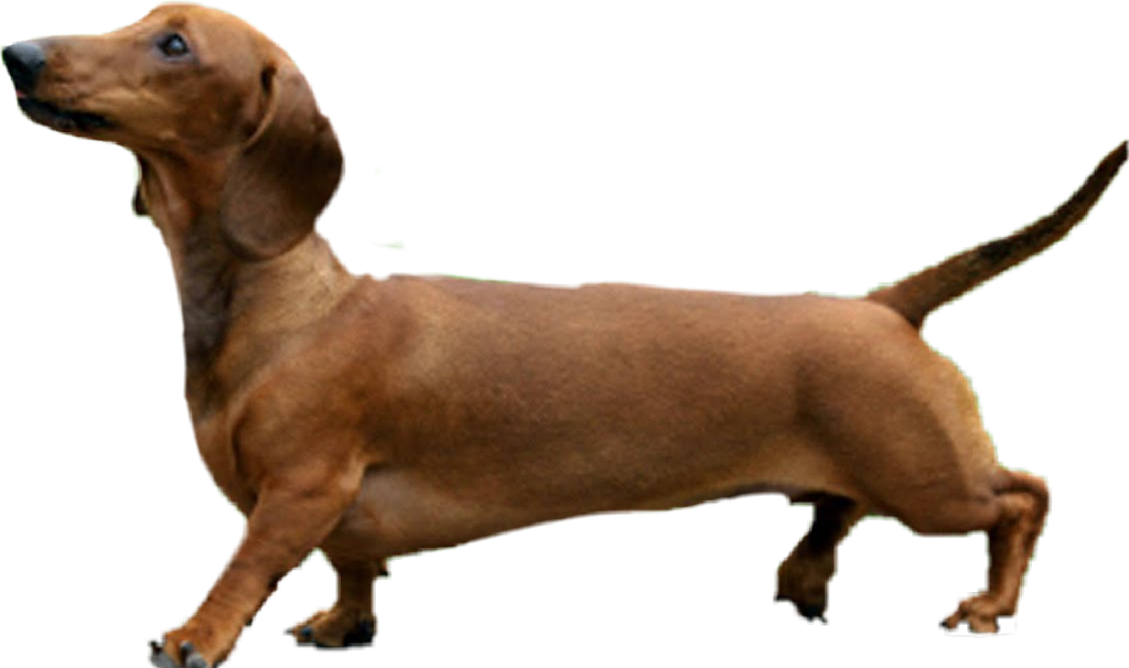 #animals #pet #dog #dachshund #brown - Dog Photoshop Clipart (1024x606), Png Download