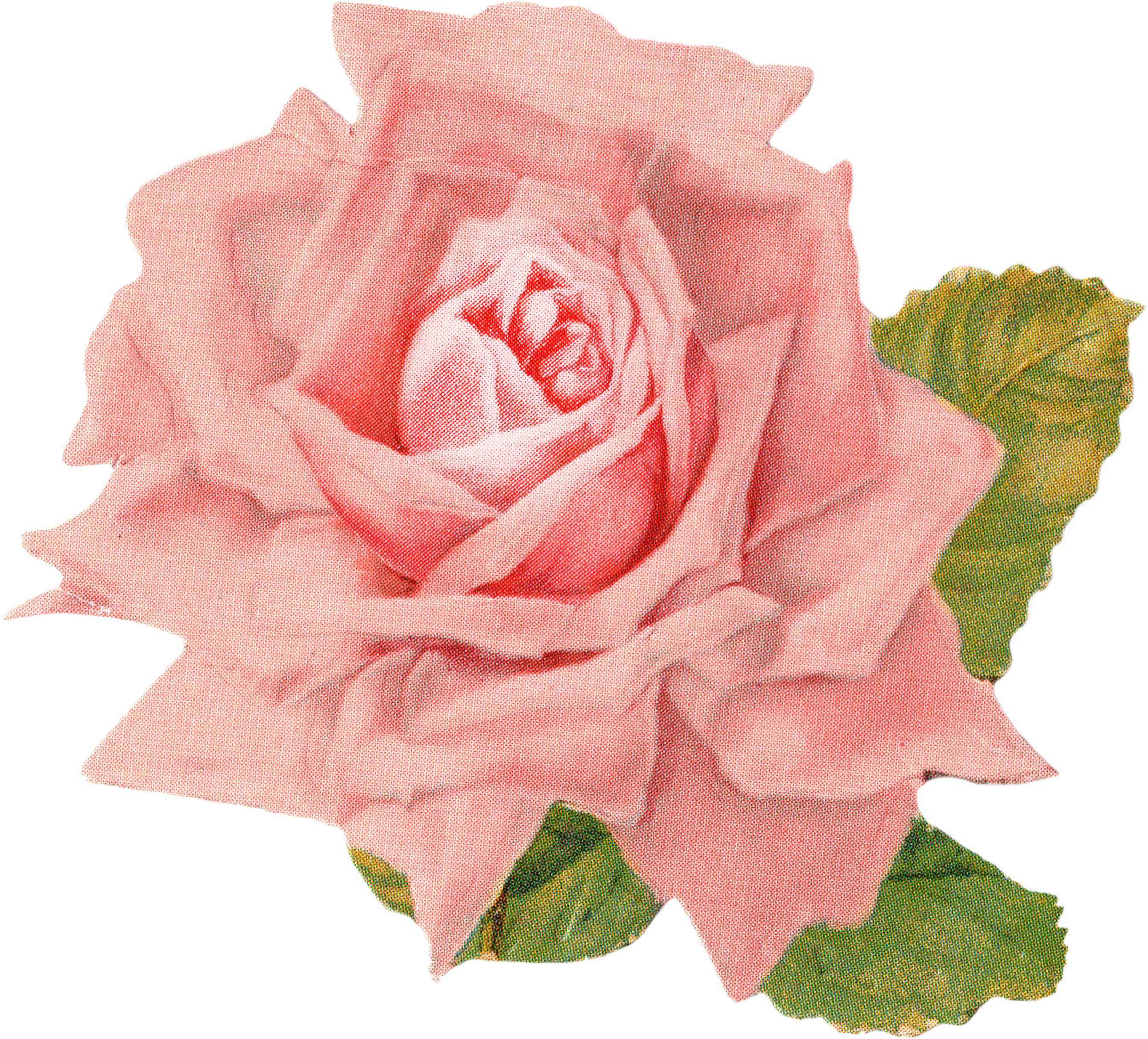 Orange Vintage Flowers Png , Png Download - Transparent Pink Rose Vintage Clipart (2689x2433), Png Download