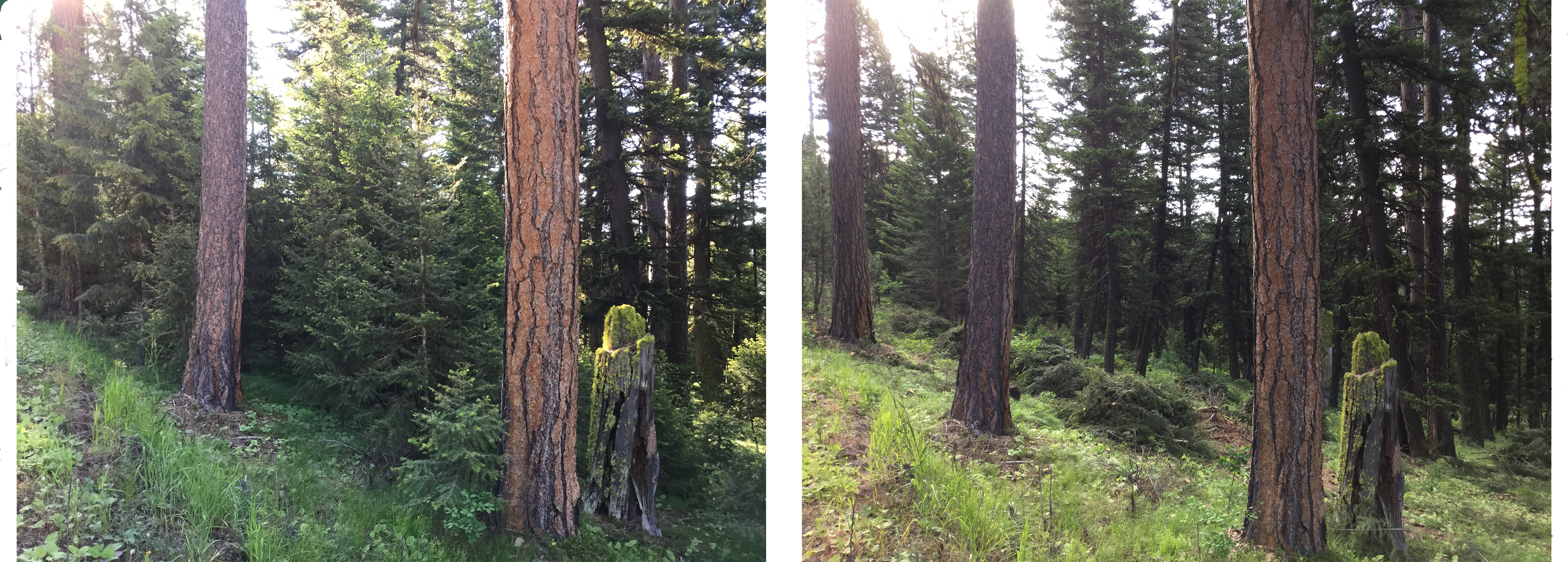 Compare These Two Photos Of The Same Area On The Lolo - Forest Clipart (4000x1434), Png Download