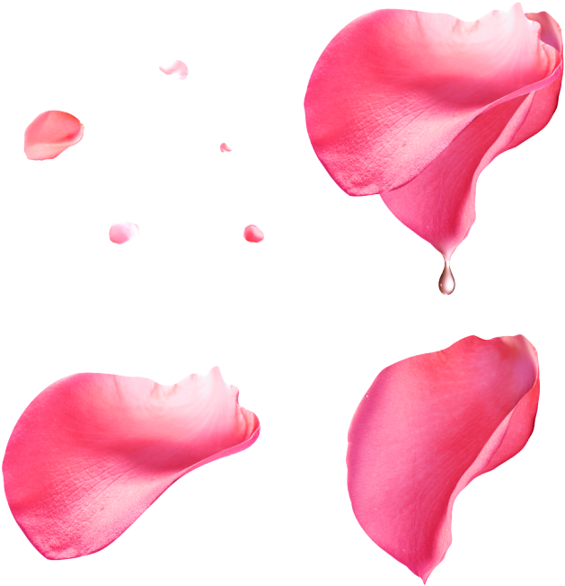 Pink Petals With Transparent - Pink Rose Petals Transparent Background Clipart (700x758), Png Download
