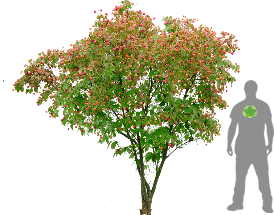 Japanischer Blumen Hartriegel - Cornus Kousa Psd Clipart (900x1200), Png Download