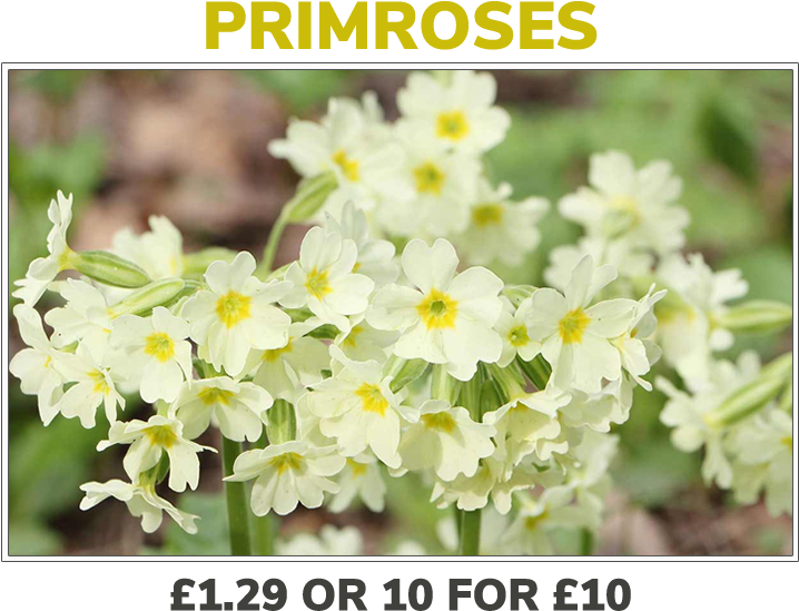 Grovewell-primroses - Primrose Clipart (720x595), Png Download