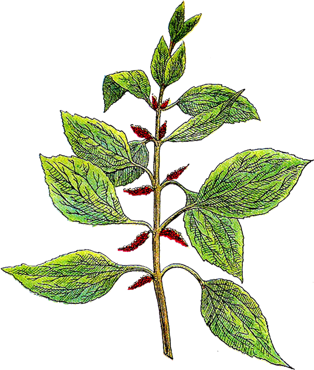 Herb Clipart Png Transparent Png (1298x1600), Png Download