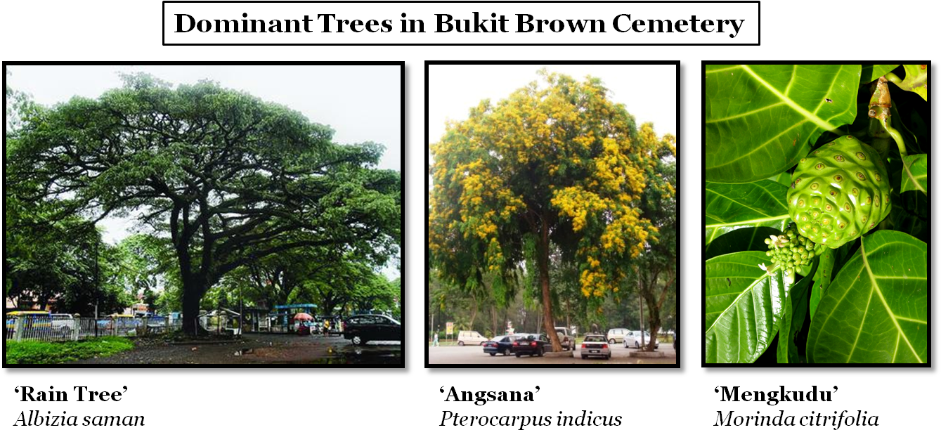 The Bukit Brown Experience - Mexican Pinyon Clipart (1339x612), Png Download