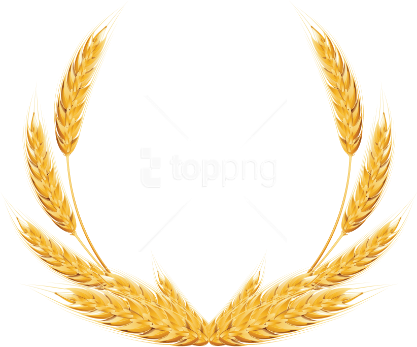Free Png Download Wheat Png Images Background Png Images - Wheat Png Clipart (851x724), Png Download
