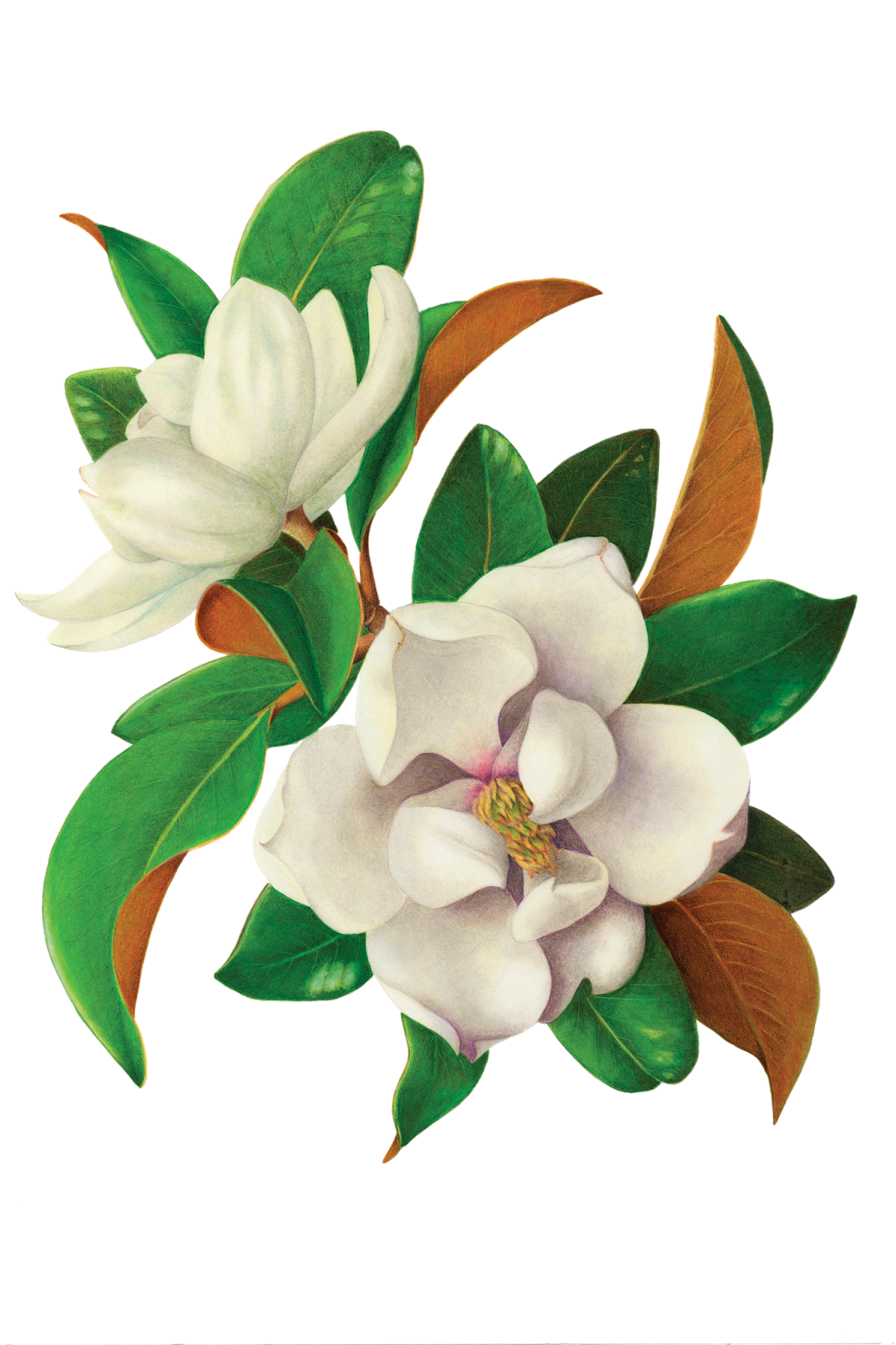 Vintage Floral Png - Magnolia Flower Drawing Color Clipart (1066x1600), Png Download