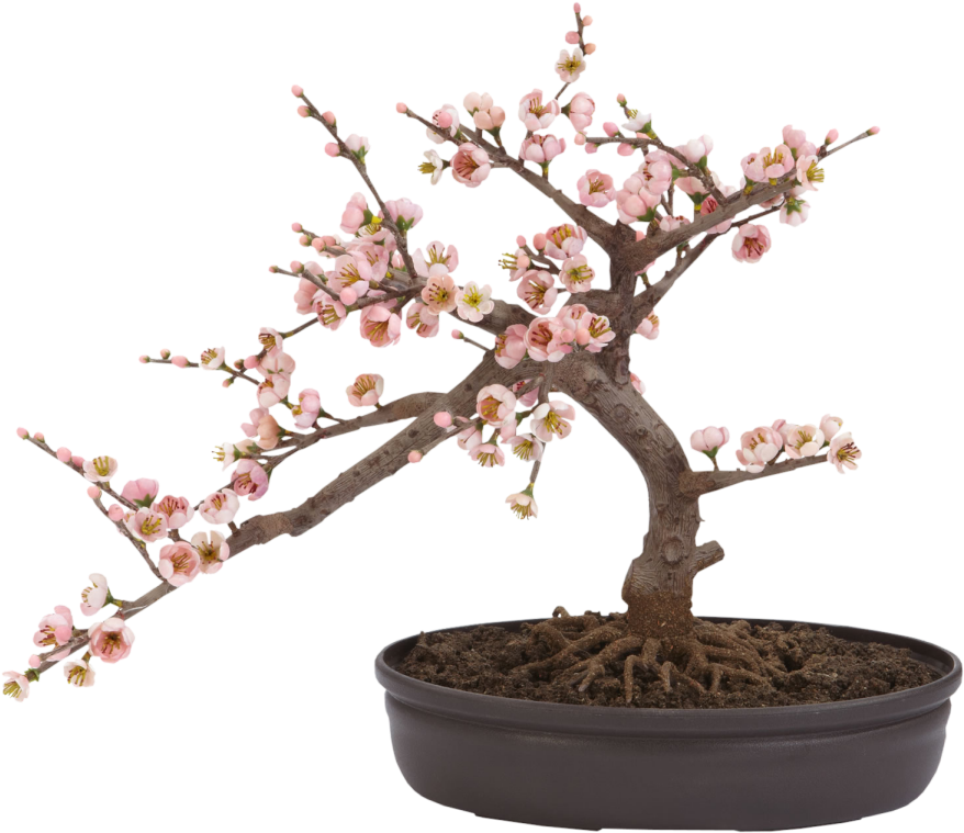 Фото, Автор Cadi - Artificial Cherry Blossom Bonsai Clipart (900x900), Png Download