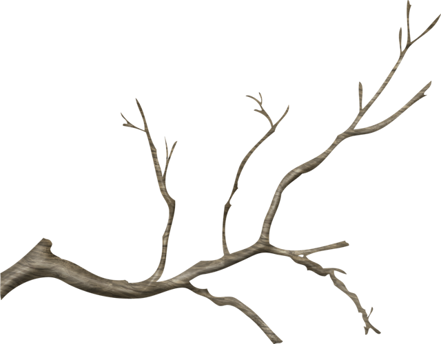 Jpg Free Stock Branch Transparent Tree Limb - Tree Branches Png Transparent Clipart (640x500), Png Download
