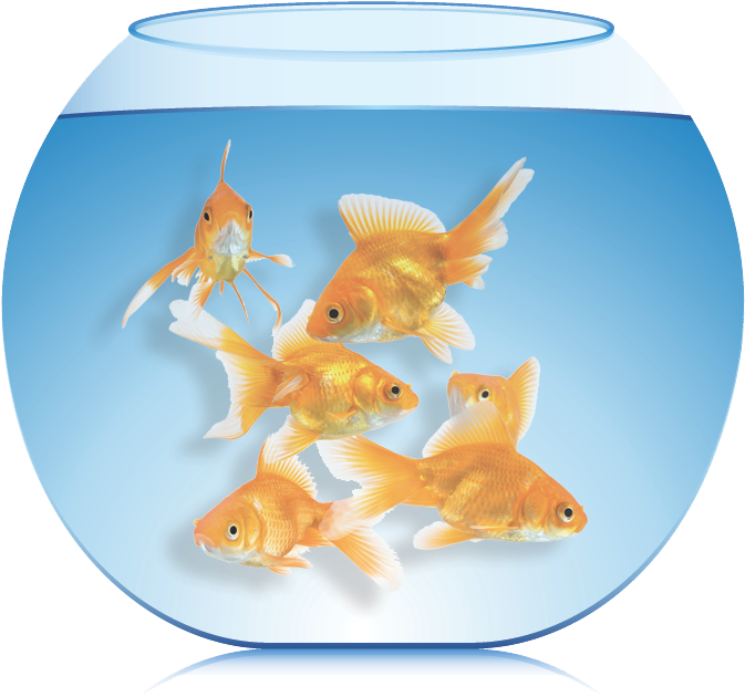 The More Fish You Put Into The Aquarium, The Less Time - Goldfish Clipart (793x672), Png Download