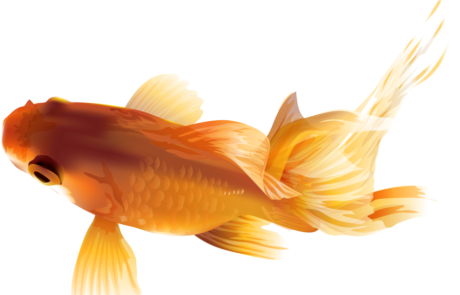 Goldfish Clipart (1024x600), Png Download