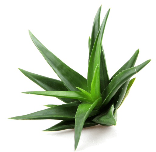 Jeunesse Global Reserve Antioxidant Supplement - Aloe Vera In French Clipart (800x500), Png Download