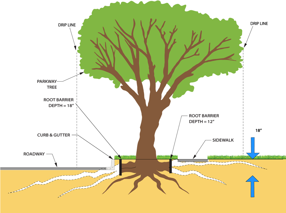 Clipart Freeuse And Roots Png For Free Download - Tree Root Pruning Transparent Png (1000x773), Png Download