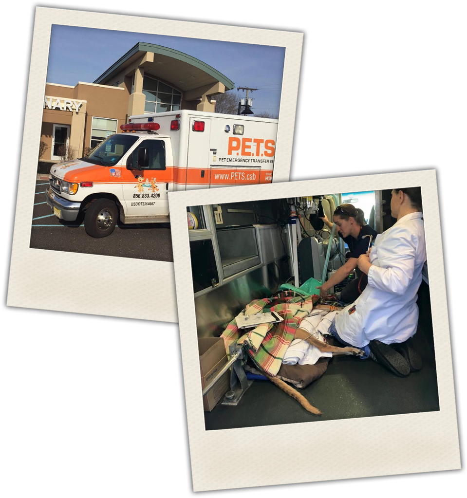 Pet Emergency Transfer Service - House Clipart (967x1045), Png Download