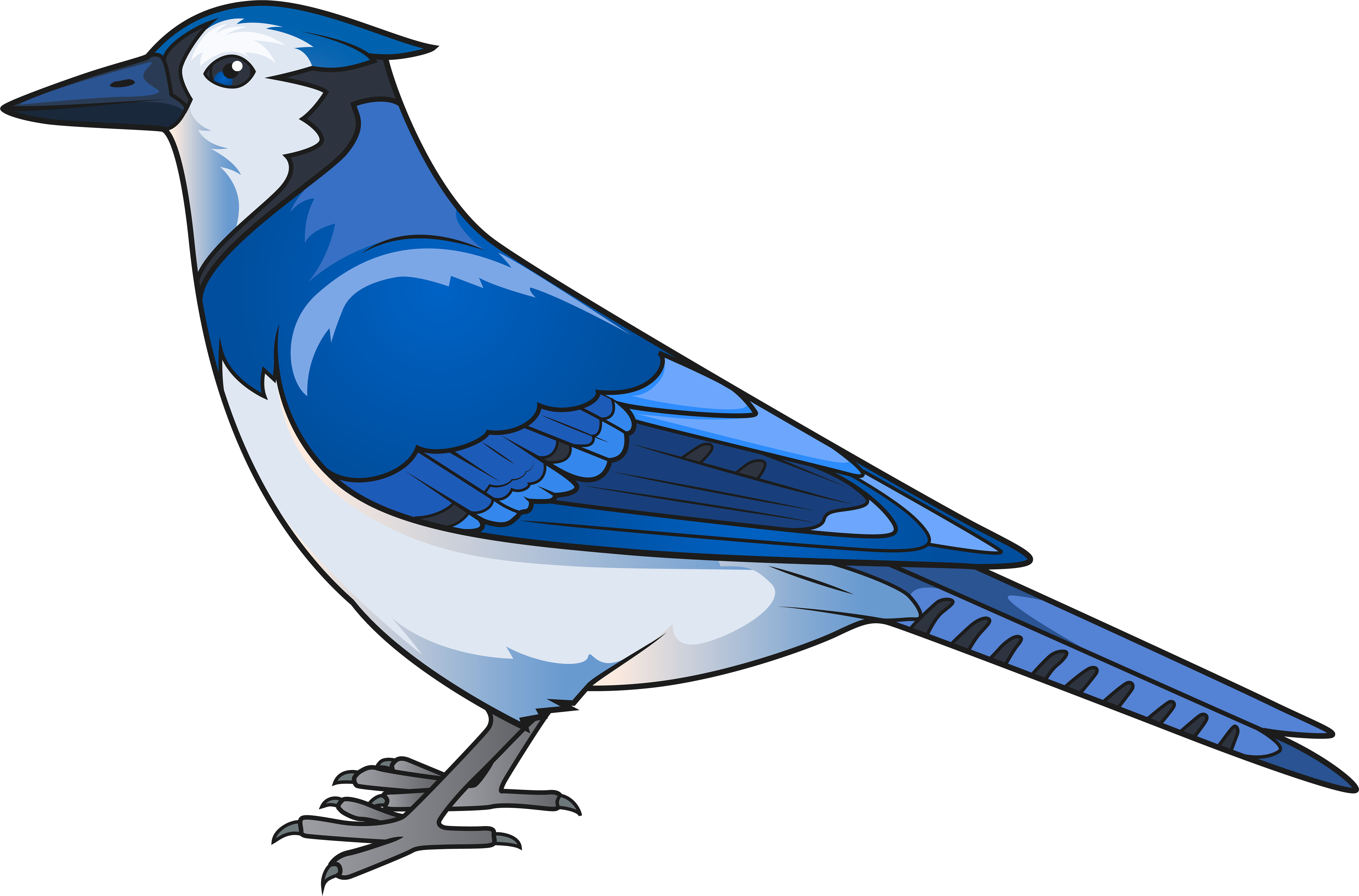 8000 X 5325 13 - Blue Bird Clipart Png Transparent Png (8000x5325), Png Download