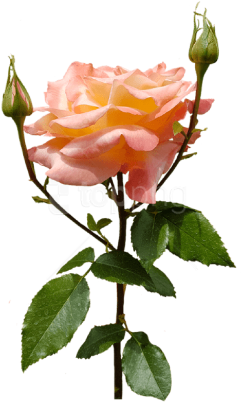 Free Png Download Orange Rose Png Images Background Clipart (480x783), Png Download