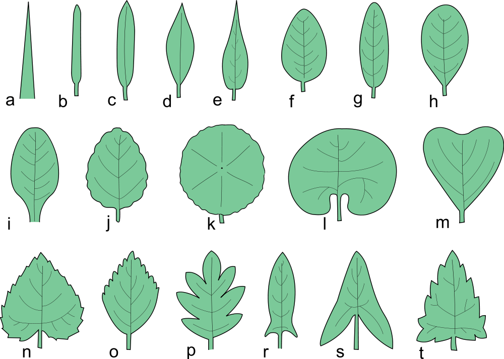 Pictures Of Leaves - Shapes Of Simple Leaves Clipart (1000x713), Png Download