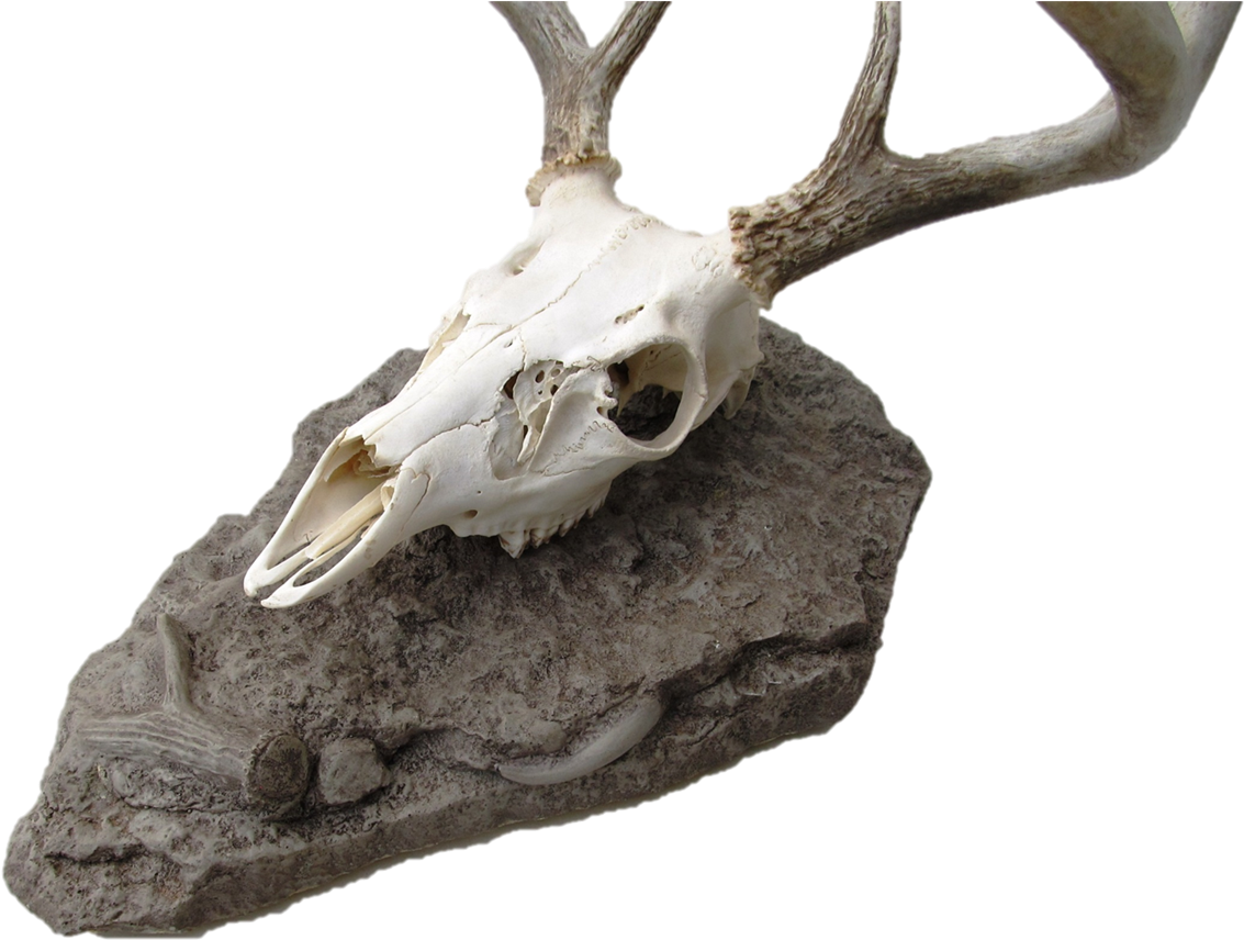 Elk Clipart (1200x880), Png Download