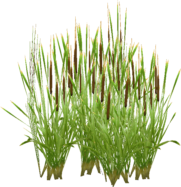 Cat Tail Png - Chrysopogon Zizanioides Clipart (702x704), Png Download