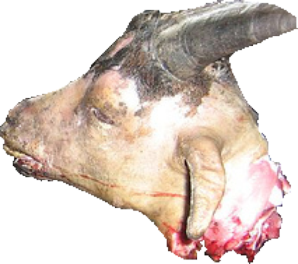 Goat Head - Boar Clipart (600x532), Png Download
