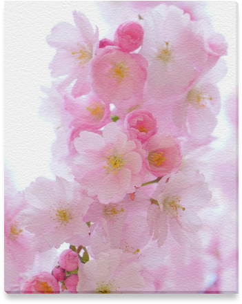 Beautiful Pink Japanese Cherry Tree Blossom Canvas - Cherry Blossom Clipart (800x800), Png Download