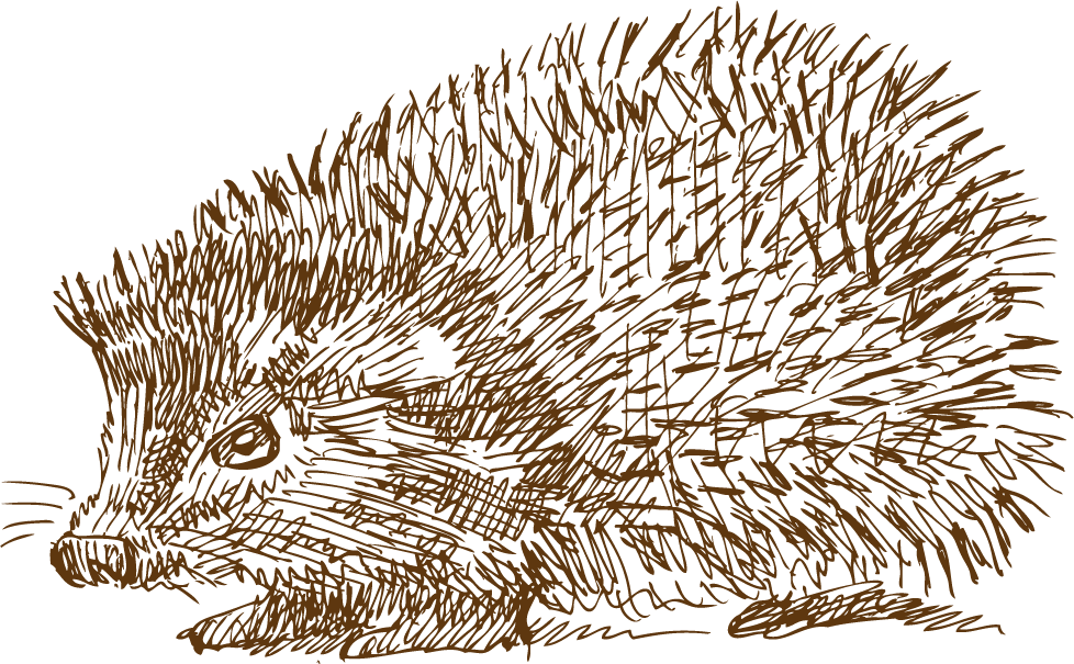 Domesticated Hedgehog Drawing - Drawing Clipart (978x605), Png Download