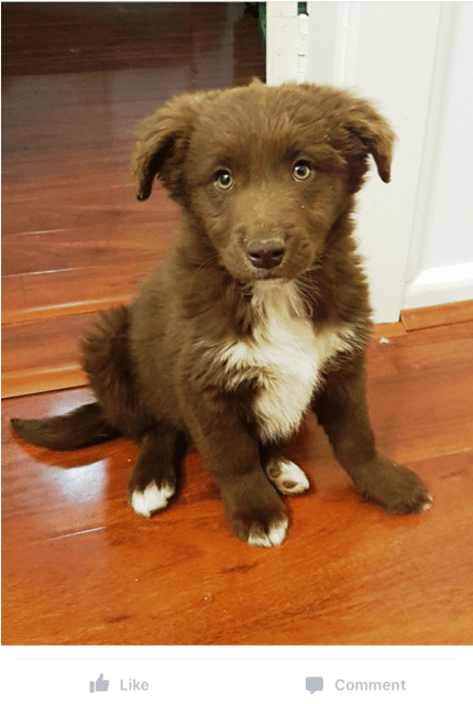 Donate To Petrescue - Companion Dog Clipart (638x638), Png Download