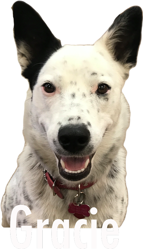 Greetings From Gracie - Companion Dog Clipart (506x892), Png Download