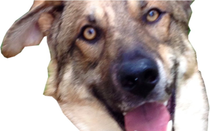 Companion Dog Clipart (800x450), Png Download