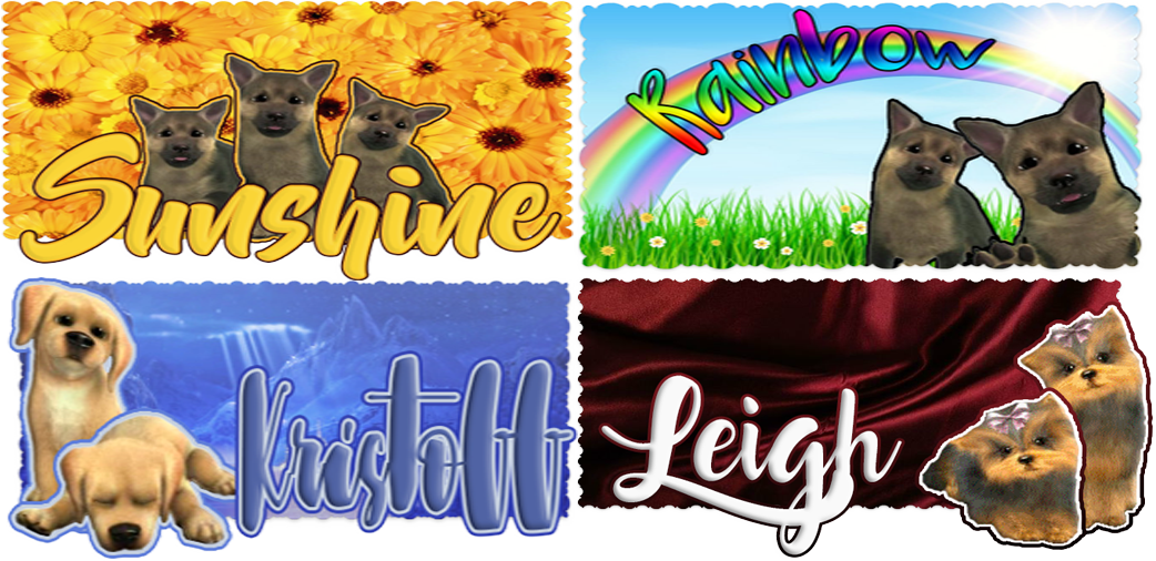 Pets Wanted - Tonkinese Clipart (1042x506), Png Download