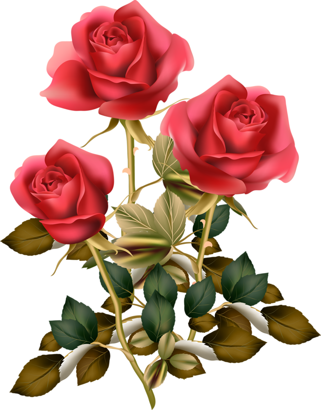 Фотки Red Rose Png, Red Roses, Rose Pictures, Pictures - Flower Good Morning Roses Clipart (626x800), Png Download