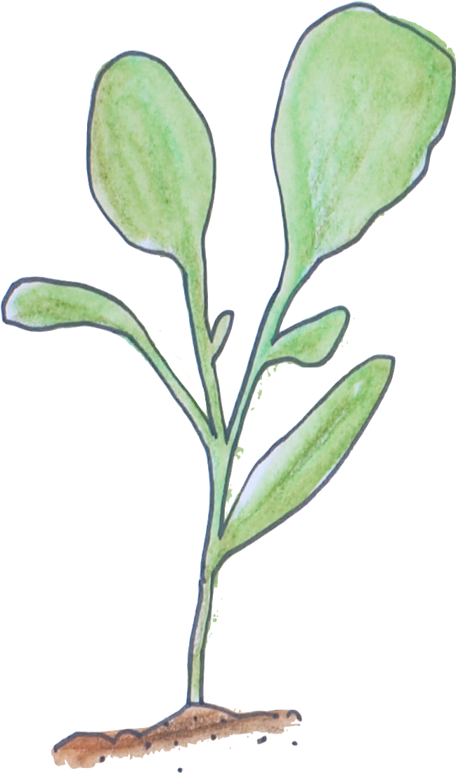 Seedling Image Courtesy Of No Guff Vegetable Gardening - Magnolia Clipart (853x1234), Png Download