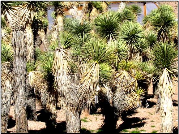 Joshua Tree - Trees In Las Vegas Desert Clipart (640x480), Png Download