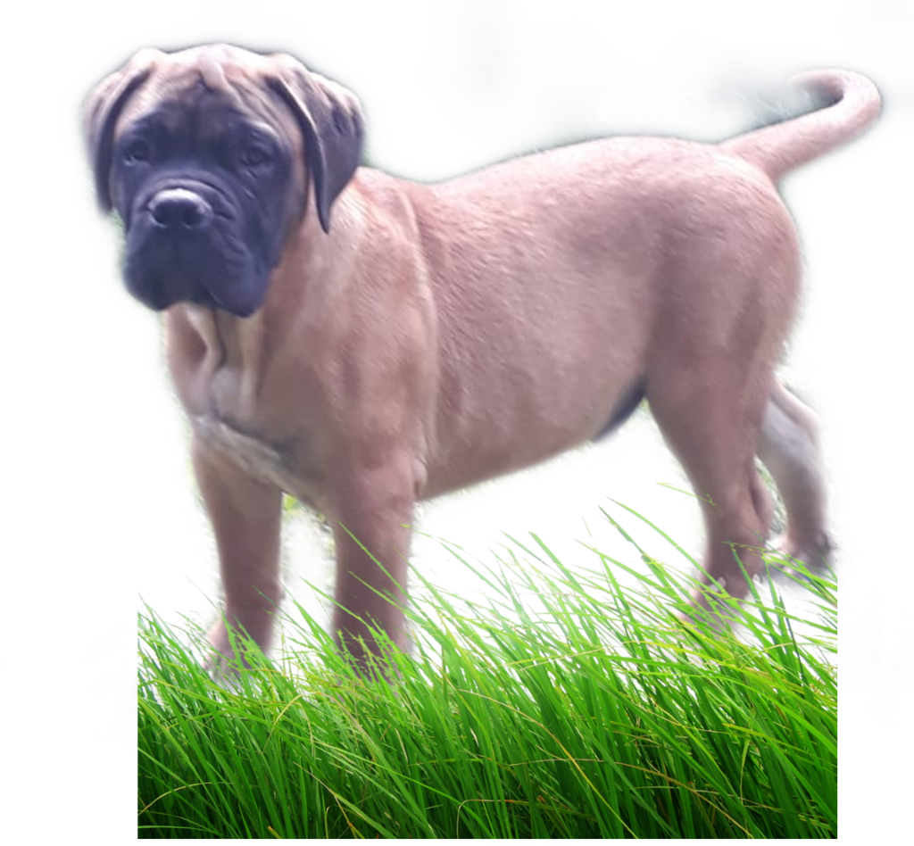 Pasto Sticker - Background Grass Image Png Clipart (1024x948), Png Download