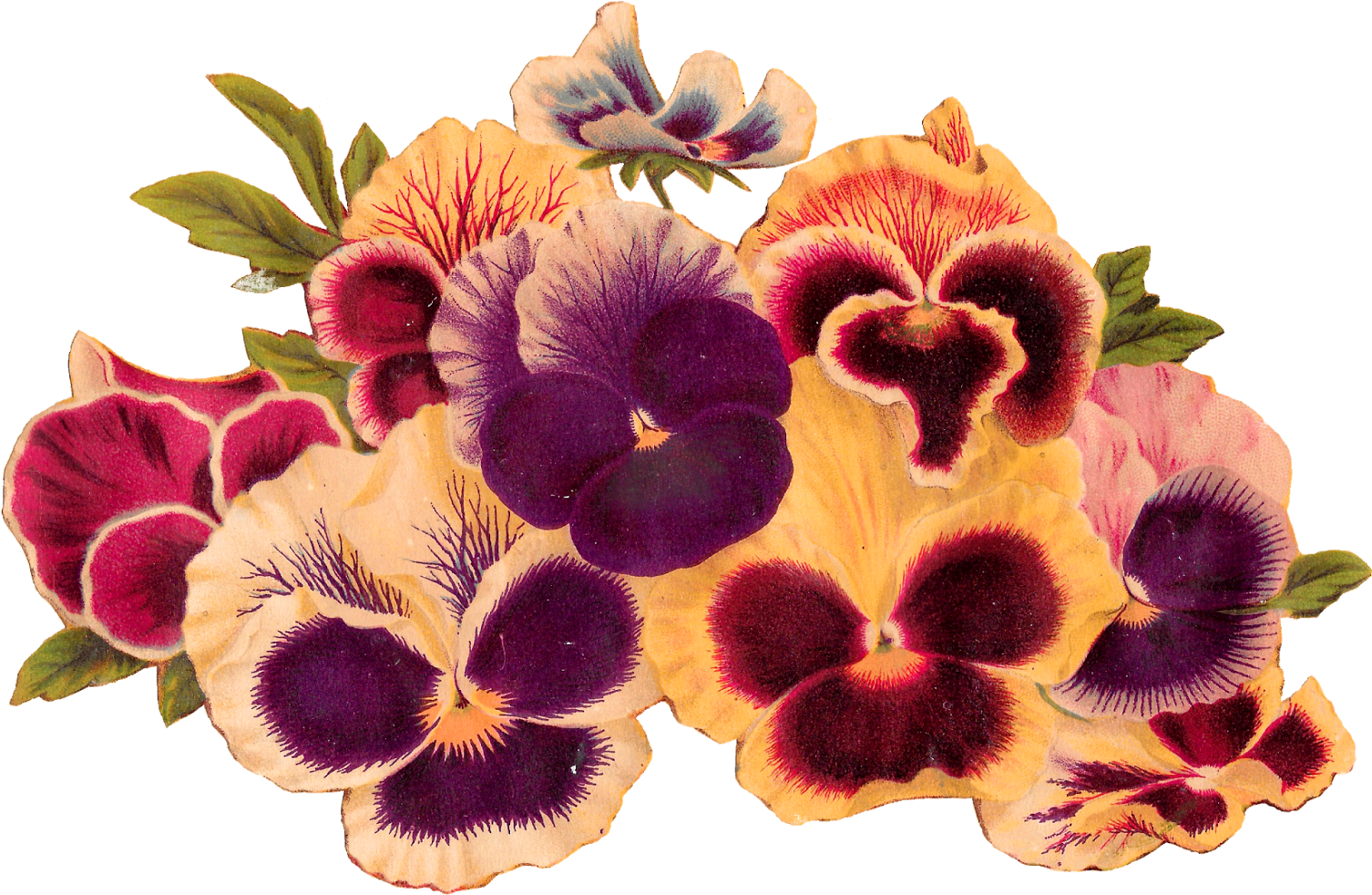 Pansies Flowers Download Image - Pansy Clipart (1600x1077), Png Download