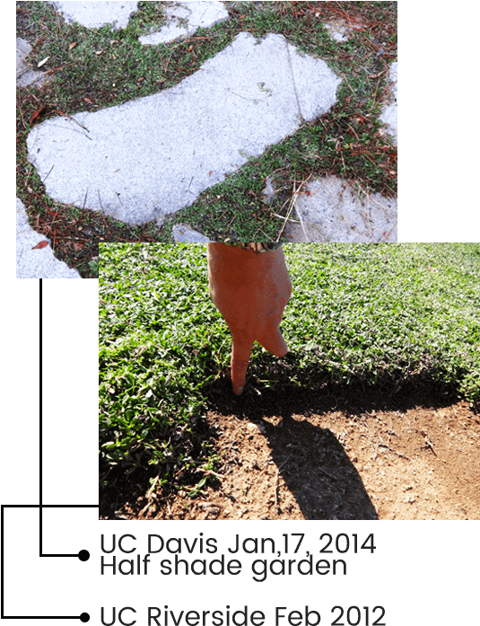 Kurapia Is Evergreen In Most Regions Of California, - Tree Clipart (600x730), Png Download