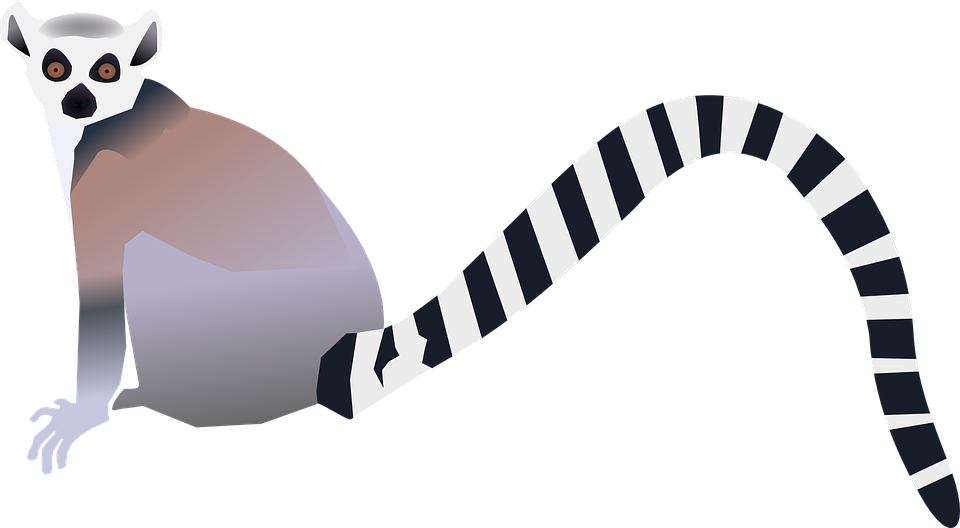 Tail Clipart Tigger - Lemur Clip Art - Png Download (800x440), Png Download