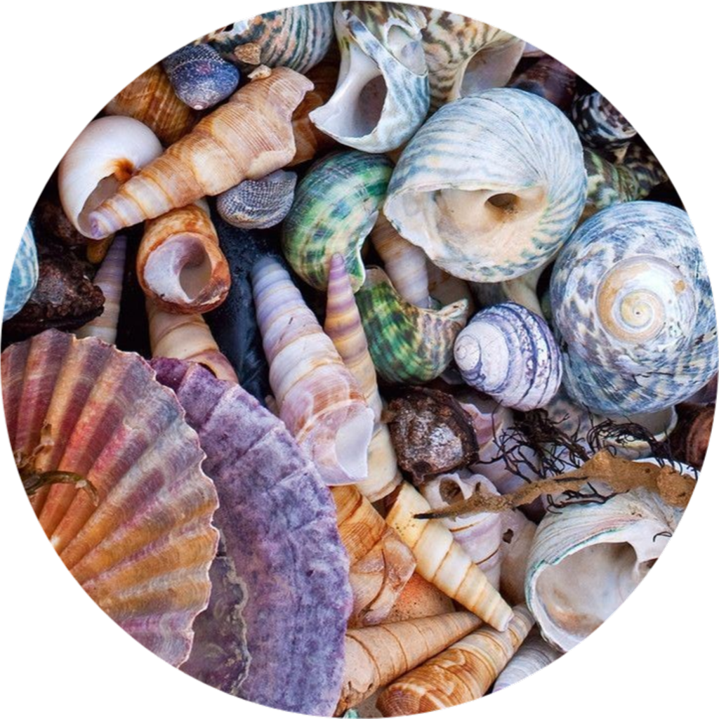 Circle Png Tumblr Background Astethic Kpop Colorful - Sea Shells Aesthetic Clipart (1024x1024), Png Download