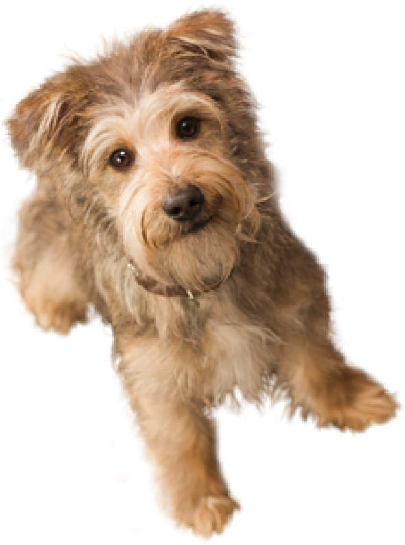 Dog Doll Png - Small Dog Transparent Background Clipart (600x818), Png Download