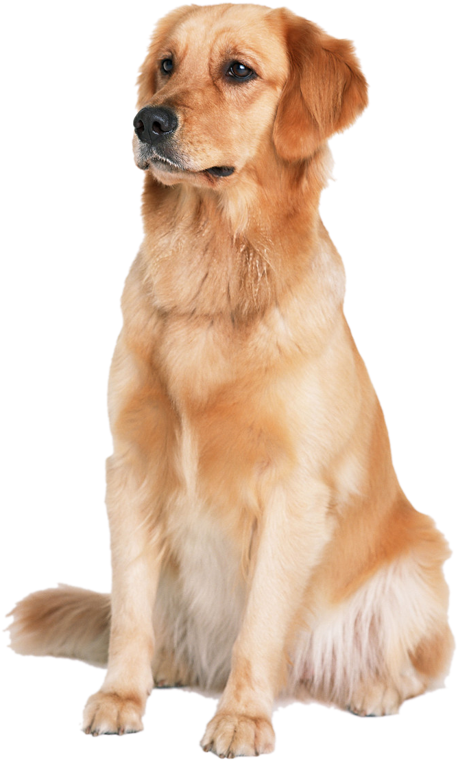 Golden Labrador Dog Cat Puppy Labradoodle Retriever - Retriever Png Clipart (852x1200), Png Download