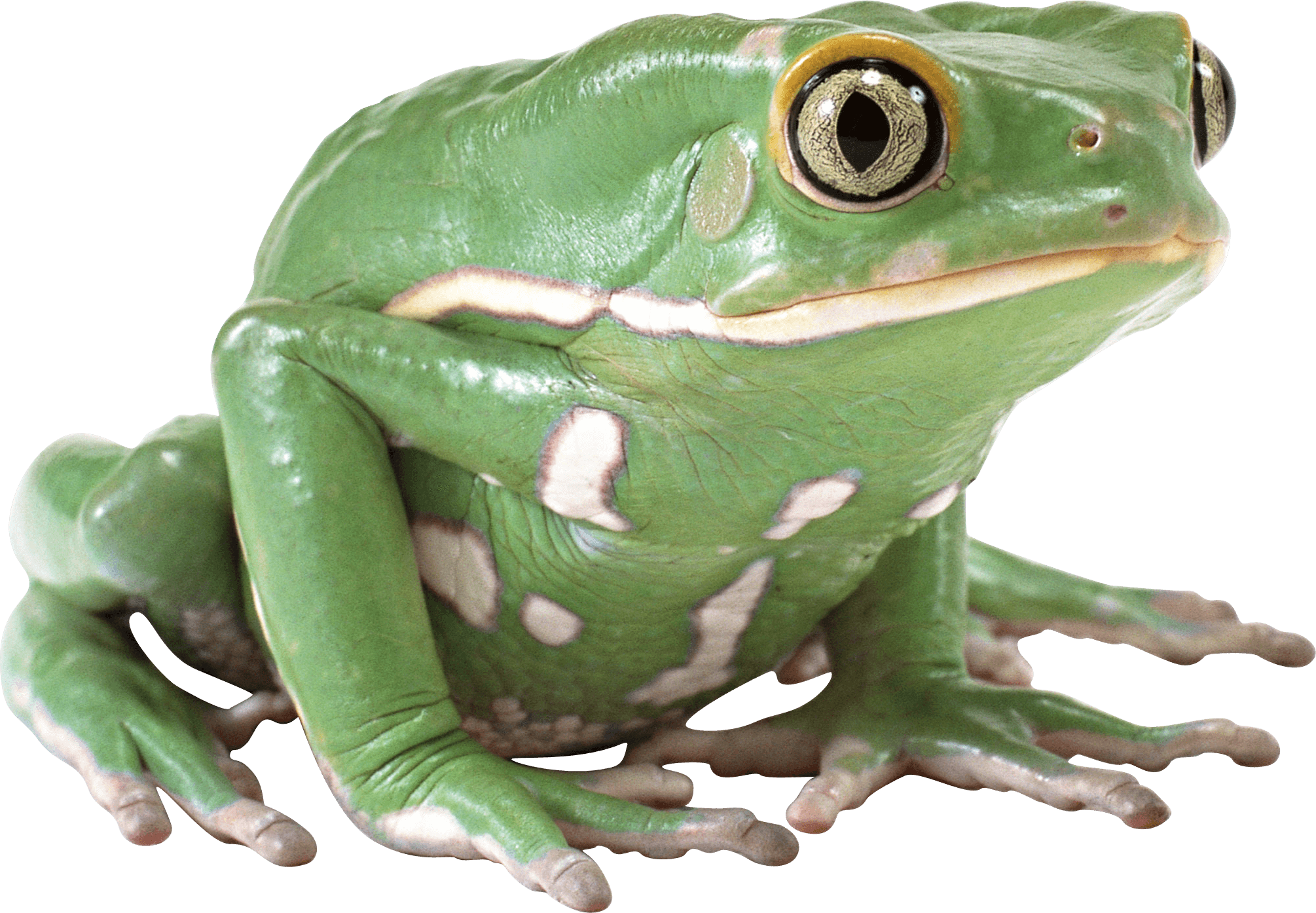 Frog Png Clipart (683x480), Png Download