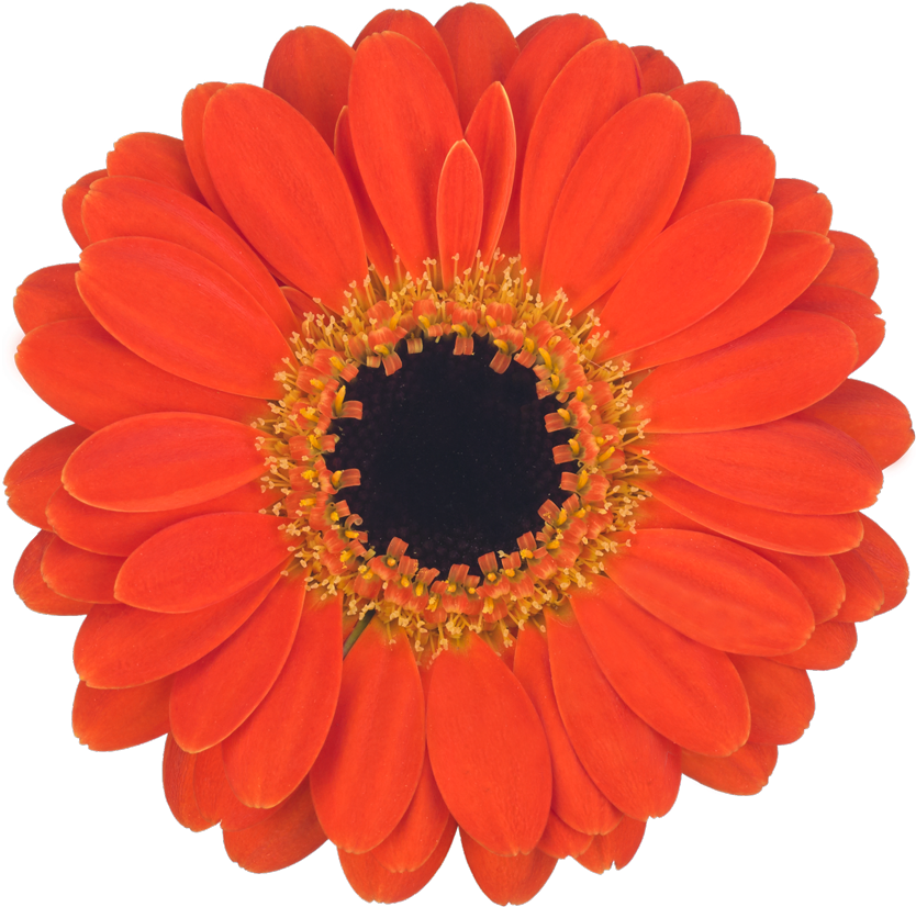 Pumpkin Pie - Transvaal Daisy Clipart (1000x1000), Png Download
