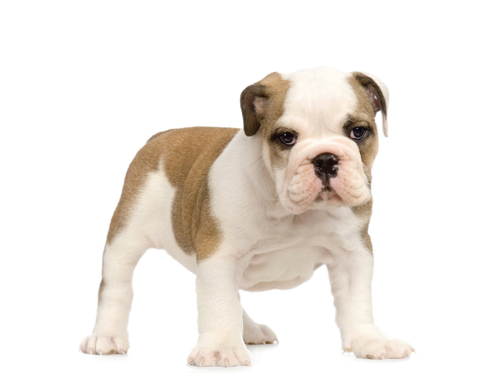Pet Grooming & Self Wash - Bulldog Puppy No Background Clipart (853x628), Png Download