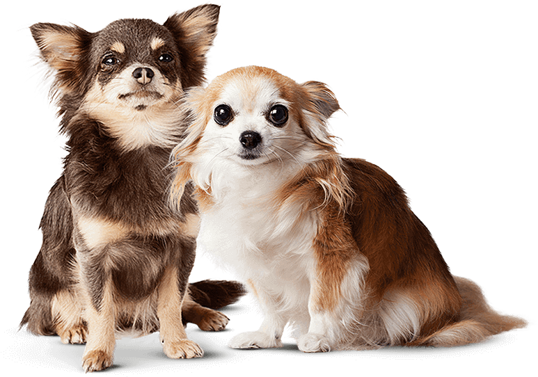 Banner - Real Puppy Transparent Clipart (800x579), Png Download