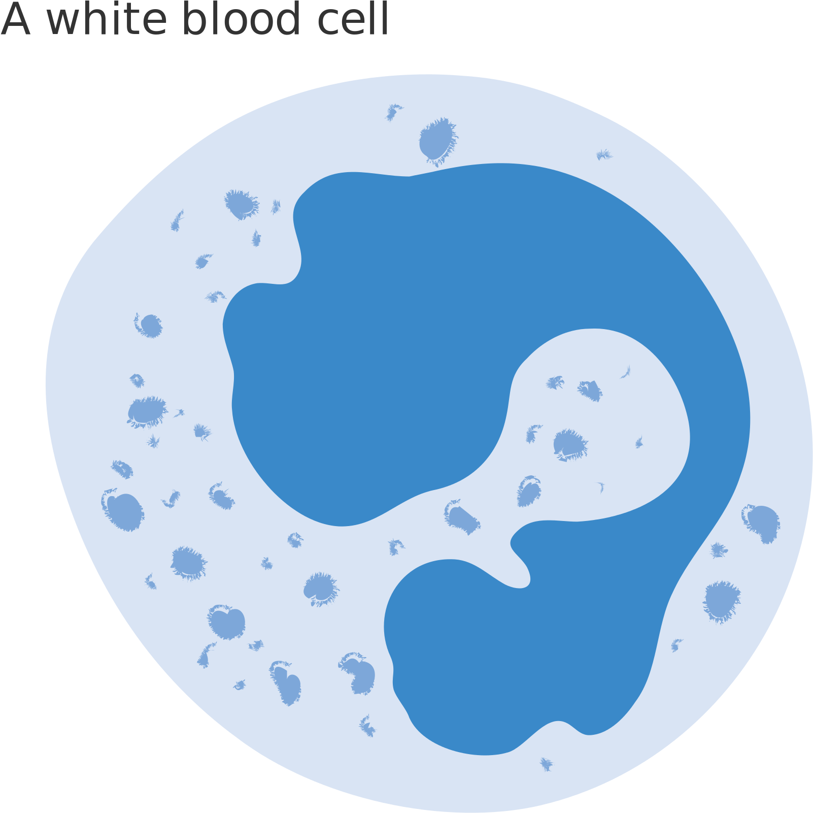 White Blood Cell Png - White Blood Cell Clipart (2000x1974), Png Download