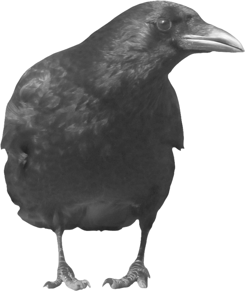 Crows Png - Black Crow Transparent Background Clipart (900x1200), Png Download