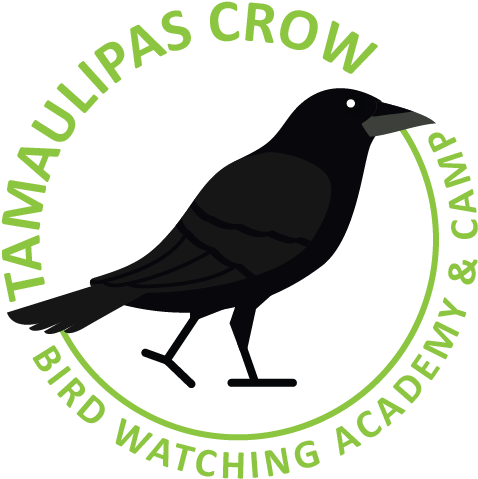 Tamaulipas Crow - Sagopa Kajmer Clipart (645x672), Png Download