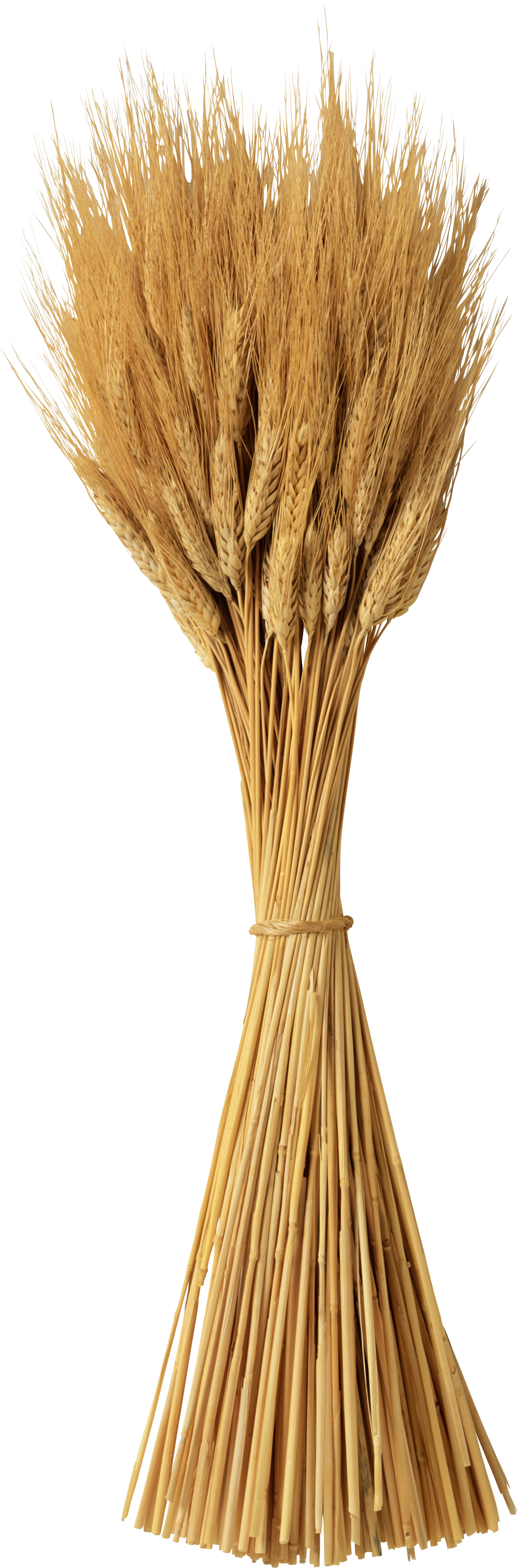 Wheat Png - Колосья Пшеницы На Прозрачном Фоне Clipart (1201x3639), Png Download
